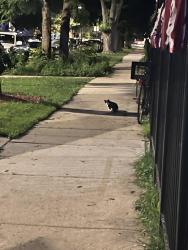 Found/Stray Unknown Cat last seen Byron and St Louis, Chicago, IL 60618