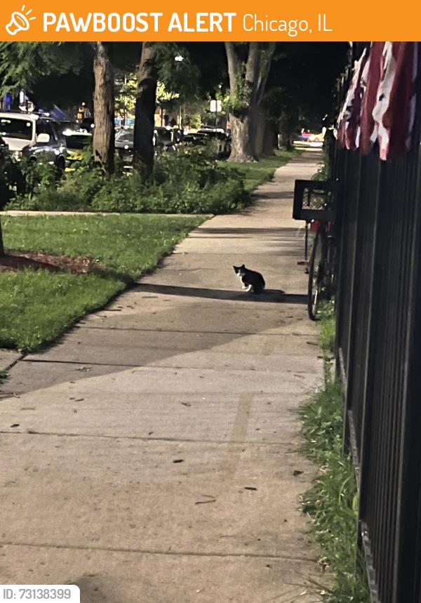 Found/Stray Unknown Cat last seen Byron and St Louis, Chicago, IL 60618