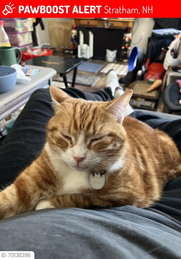 Lost Female Cat last seen Circle K, Stratham, NH 03885