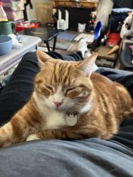 Lost Female Cat last seen Circle K, Stratham, NH 03885
