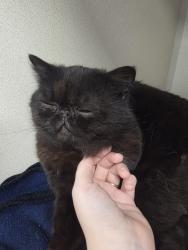 Found/Stray Male Cat last seen Garden Grove and The Cuty Drive, Tustin, CA 92780