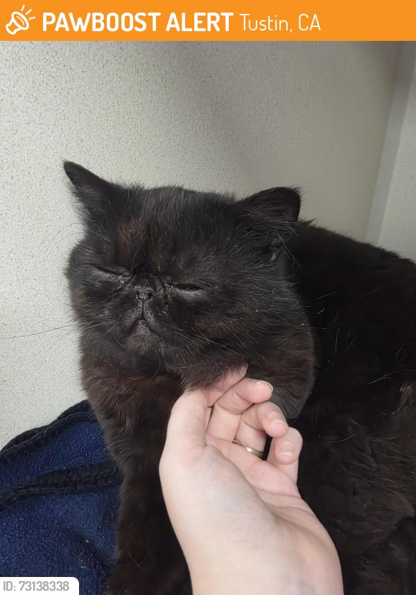 Found/Stray Male Cat last seen Garden Grove and The Cuty Drive, Tustin, CA 92780
