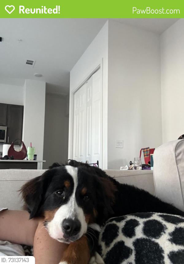 Reunited Female Dog last seen Skyline Drive, McKinney, TX 75071