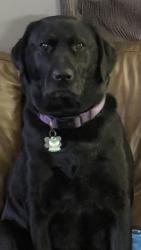 Reunited Female Dog last seen Near Country Village Dr, Indianapolis, IN 46214, USA, Indianapolis, IN 46214