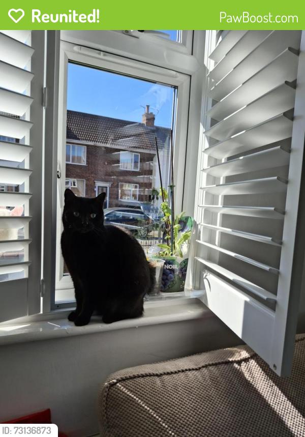 Reunited Male Cat last seen Fourth avenue Doncaster, Woodlands, England DN6 7QA