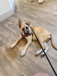 Found/Stray Female Dog last seen Pecos and Washburn outside of Giavanna residence, North Las Vegas, NV 89081