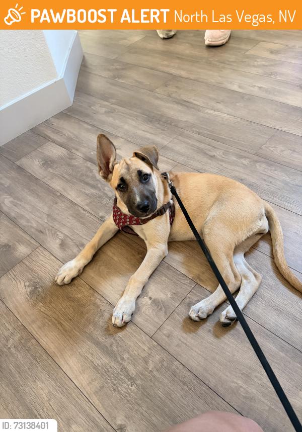 Found/Stray Female Dog last seen Pecos and Washburn outside of Giavanna residence, North Las Vegas, NV 89081