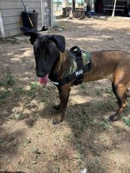 Lost Female Dog last seen 120th and Peoria, Brighton, CO 80640