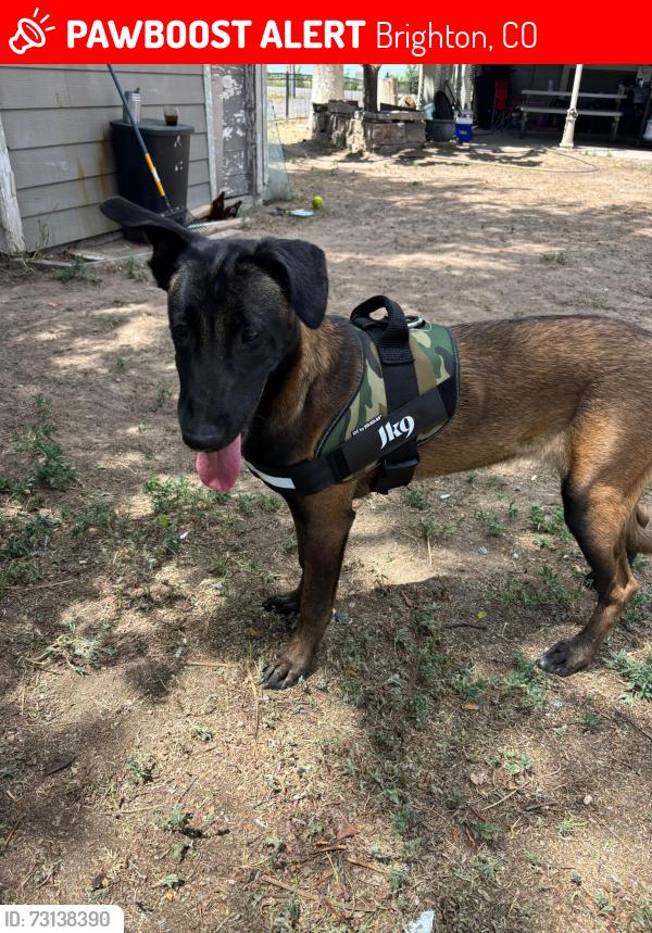Lost Female Dog last seen 120th and Peoria, Brighton, CO 80640