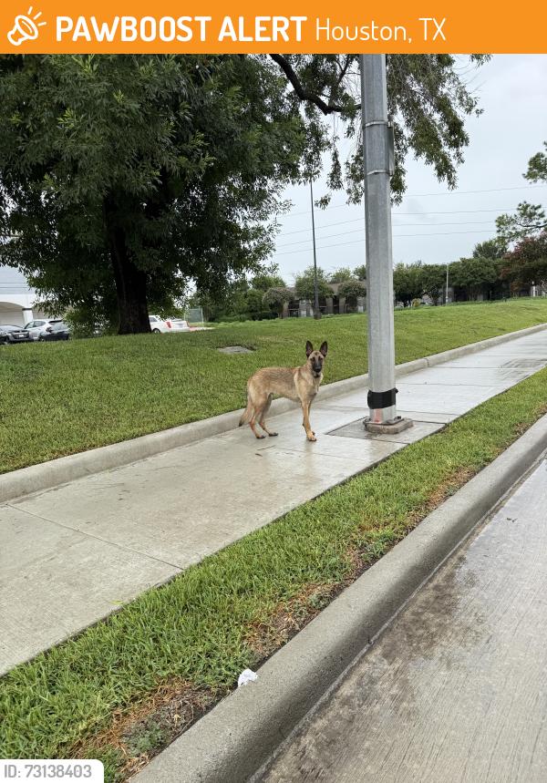 Found/Stray Unknown Dog last seen Corner of Greenpoint and Greens, near McDonald’s, Houston, TX 77002