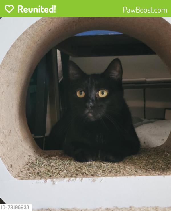 Reunited Female Cat last seen Niskayuna gardens, Niskayuna, NY 12309