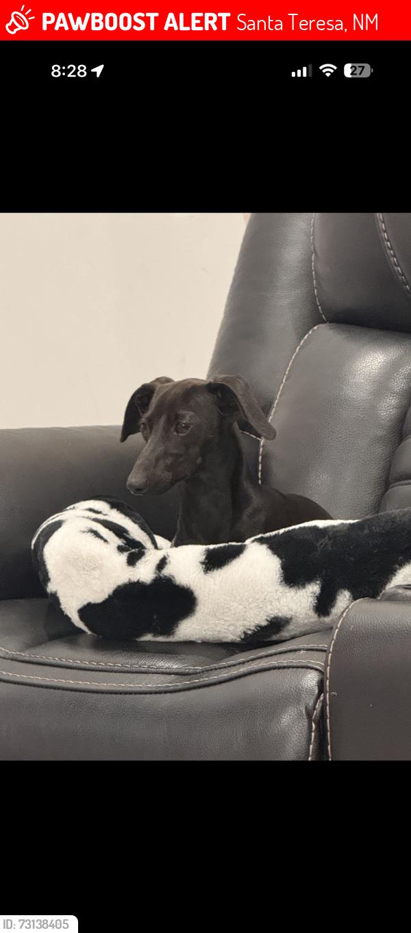 Lost Female Dog last seen Sarah trail Santa teresa, Santa Teresa, NM 88008