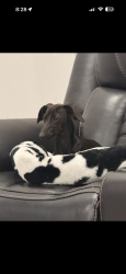 Lost Female Dog last seen Sarah trail Santa teresa, Santa Teresa, NM 88008