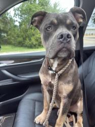 Found/Stray Male Dog last seen Dalton and Blakely near beach, Warrington, FL 32507