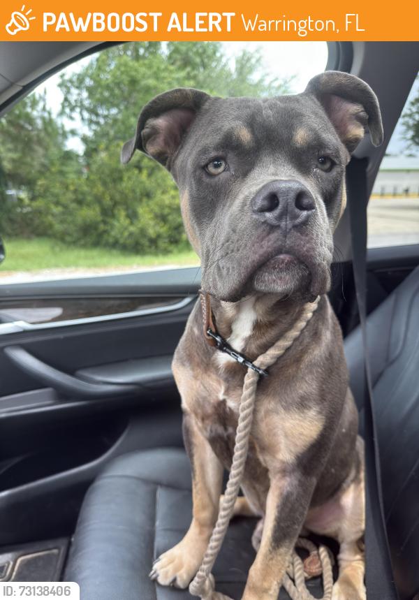 Found/Stray Male Dog last seen Dalton and Blakely near beach, Warrington, FL 32507