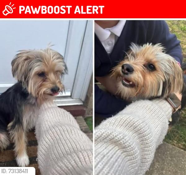 Lost Male Dog last seen ran from our back garden in gilmorton road , Peterborough, England PE1 4UN