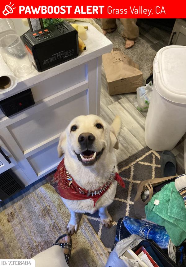 Lost Female Dog last seen Tanahashi farms, Grass Valley, CA 95949