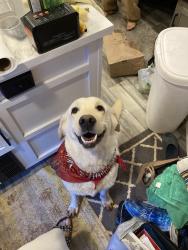 Lost Female Dog last seen Tanahashi farms, Grass Valley, CA 95949
