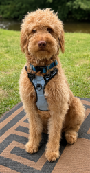 Reunited Male Dog last seen Davis Park/Belmont Central Elementary School, Belmont, NC 28012