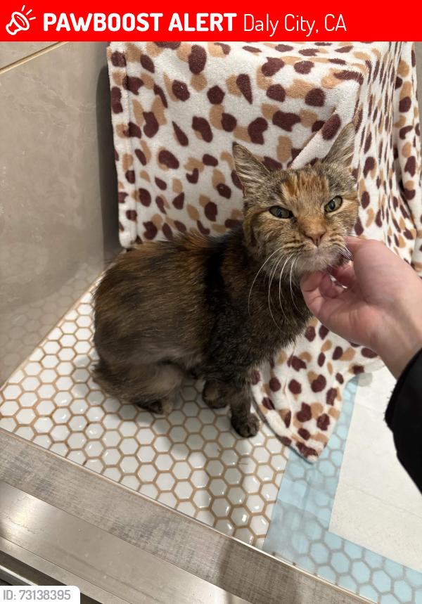 Lost Female Cat last seen Fairway Dr, Daly City, CA 94015