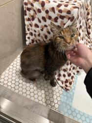 Lost Female Cat last seen Fairway Dr, Daly City, CA 94015