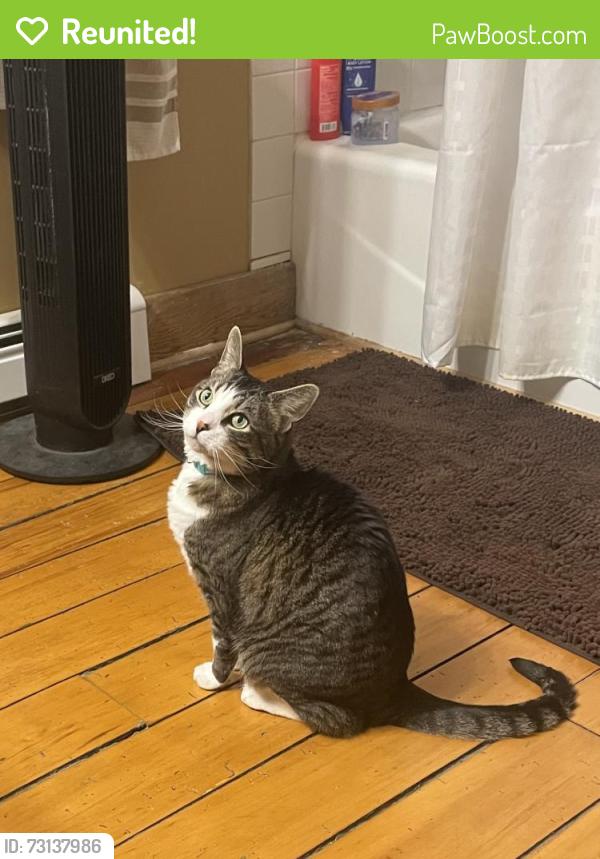 Reunited Male Cat last seen Richmond and Ruthven/Mullins, Grand Rapids, MI 49534