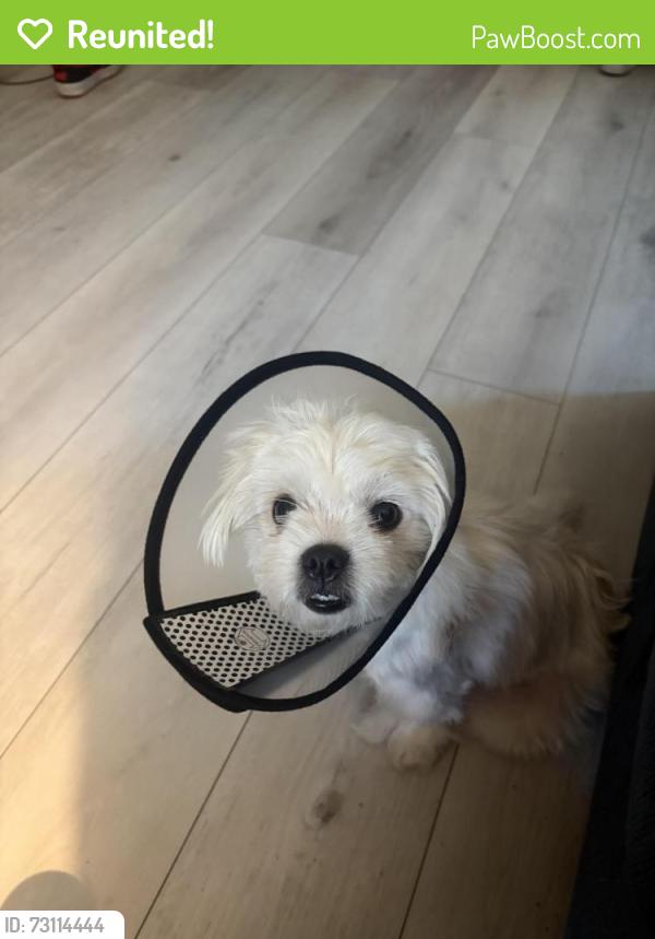 Reunited Female Dog last seen Juan Streets and Civic Center in Hawaiian Gardens, Hawaiian Gardens, CA 90716