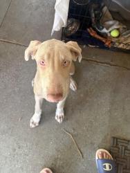 Reunited Male Dog last seen Anahurst and main, Santa Ana, CA 92707
