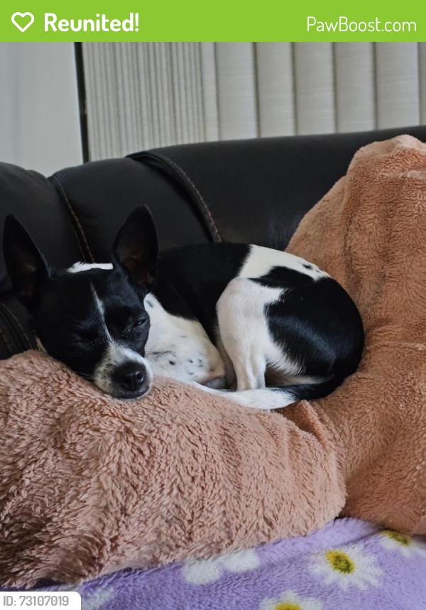 Reunited Female Dog last seen Near, Okeechobee, FL 34972