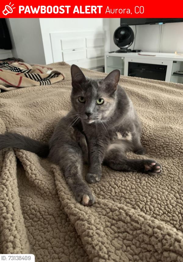 Lost Female Cat last seen Illif and Asbury cross streets, Aurora, CO 80014