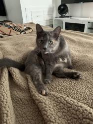 Lost Female Cat last seen Illif and Asbury cross streets, Aurora, CO 80014