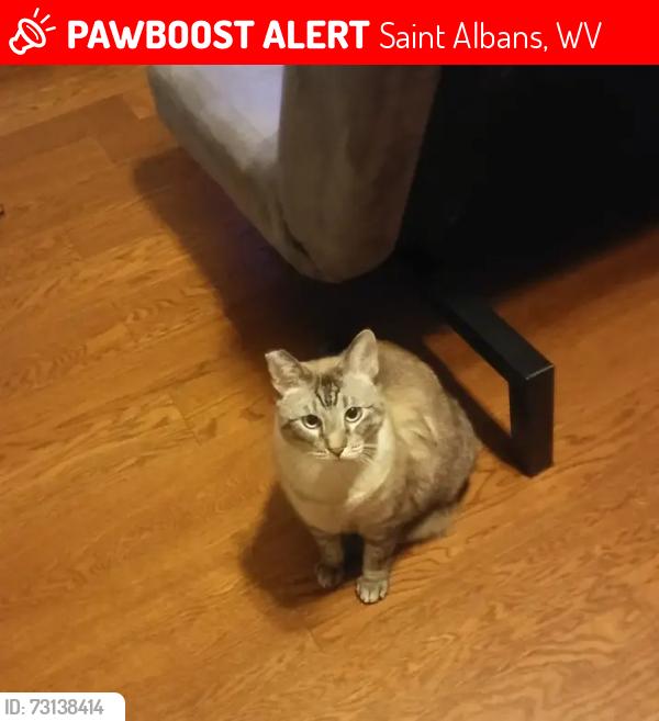 Lost Male Cat last seen B street maccorkle, Saint Albans, WV 25177
