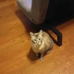 Lost Male Cat last seen B street maccorkle, Saint Albans, WV 25177