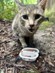 Found/Stray Female Cat last seen Behind Identity Aesthetics Medspa Kingwood, Houston, TX 77339