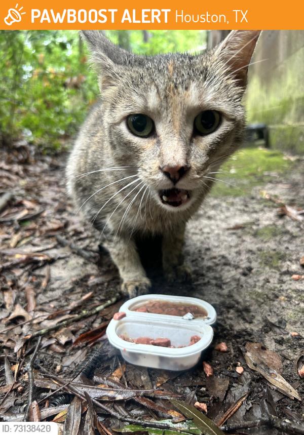 Found/Stray Female Cat last seen Behind Identity Aesthetics Medspa Kingwood, Houston, TX 77339