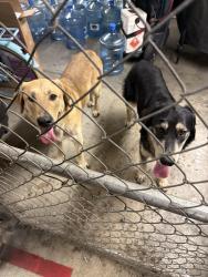 Reunited Male Dog last seen Lilac, Rialto, CA 92376