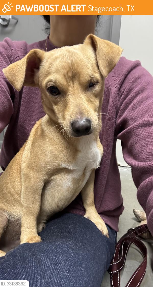 Found/Stray Male Dog last seen High meadow ranch / Coleman rd and fm 1774, Stagecoach, TX 77355