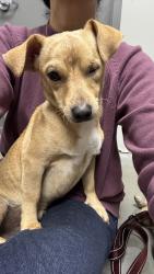 Found/Stray Male Dog last seen High meadow ranch / Coleman rd and fm 1774, Stagecoach, TX 77355