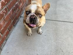 Found/Stray Male Dog last seen San Jacinto/ Whittier, Hemet, CA 92583