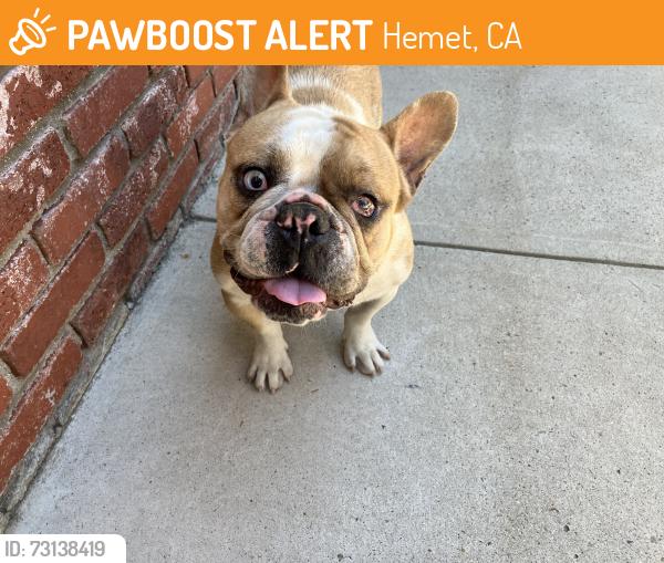 Found/Stray Male Dog last seen San Jacinto/ Whittier, Hemet, CA 92583