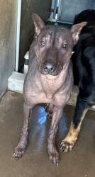 Shelter Stray Female Dog last seen , 130 Beyer Way, Chula Vista, CA 91911, USA