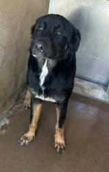 Shelter Stray Male Dog last seen , 130 Beyer Way, Chula Vista, CA 91911, USA