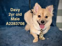 Shelter Stray Male Dog last seen , 14409 Vanowen St, Van Nuys, CA 91405, USA