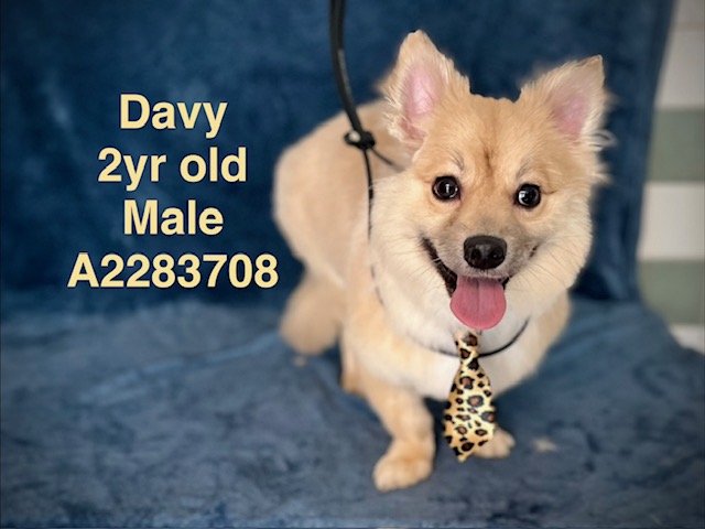 Shelter Stray Male Dog last seen , 14409 Vanowen St, Van Nuys, CA 91405, USA