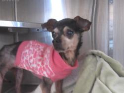 Shelter Stray Female Dog last seen Near BLOCK I AVE, 130 Beyer Way, Chula Vista, CA 91911, USA