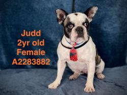 Shelter Stray Female Dog last seen , 14409 Vanowen St, Van Nuys, CA 91405, USA