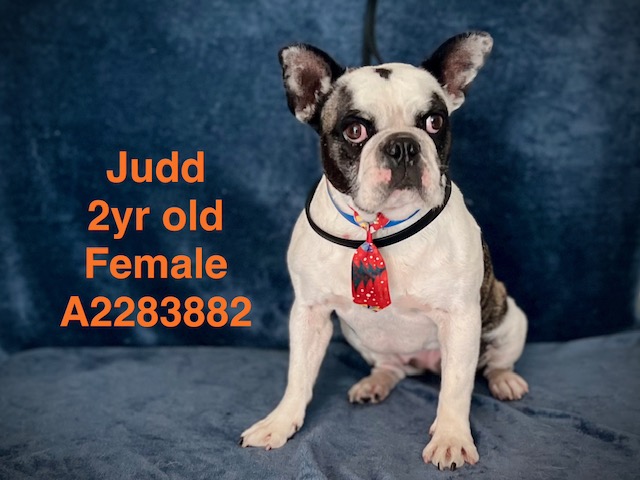 Shelter Stray Female Dog last seen , 14409 Vanowen St, Van Nuys, CA 91405, USA