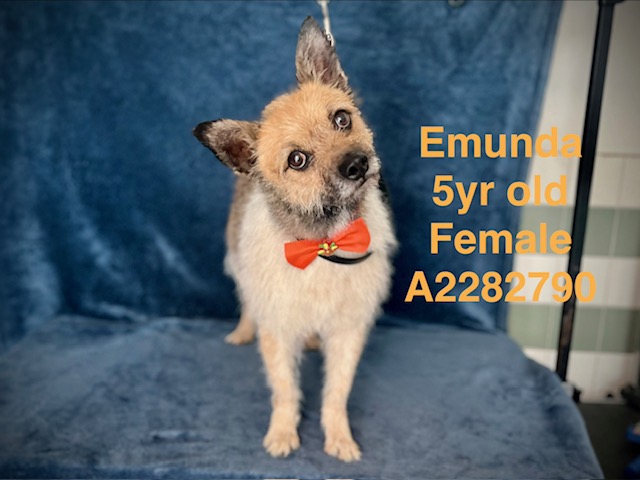 Shelter Stray Female Dog last seen , 14409 Vanowen St, Van Nuys, CA 91405, USA