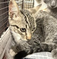 Shelter Stray Female Cat last seen , 14409 Vanowen St, Van Nuys, CA 91405, USA