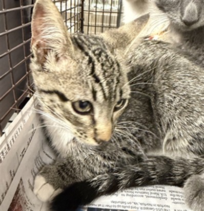 Shelter Stray Female Cat last seen , 14409 Vanowen St, Van Nuys, CA 91405, USA